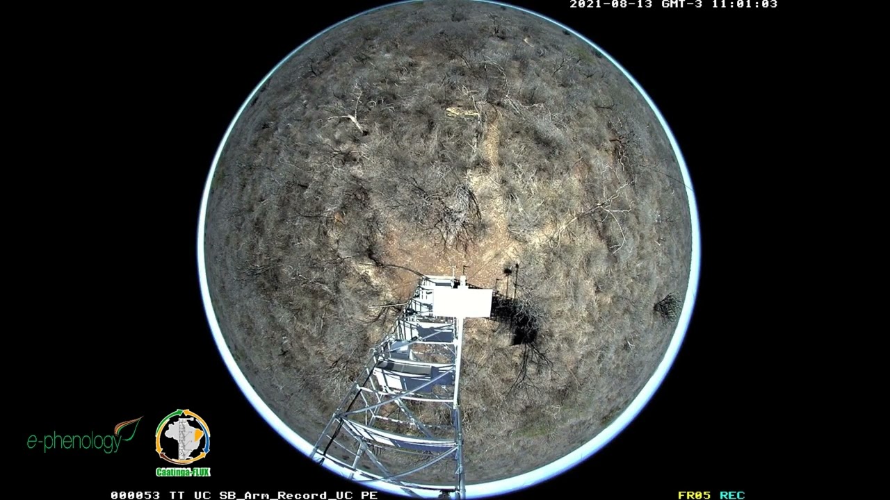 caatinga 365 transformacao da caatinga ao longo de um ano