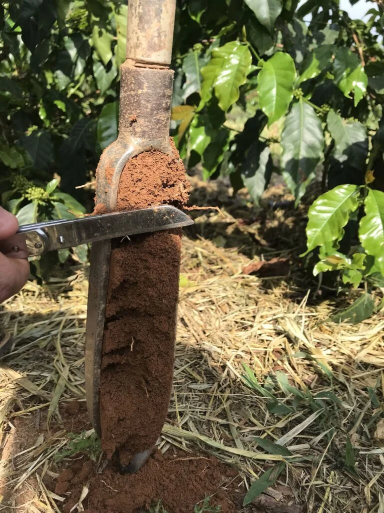 Calculando soma de bases e saturação 12 Como calcular soma de bases, CTC’s e saturação por bases e por alumínio