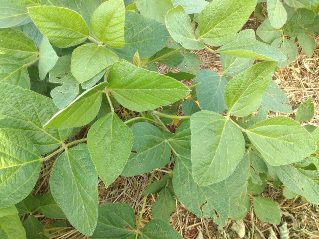 Calendário de Semeadura da Soja: Novas Atualizações