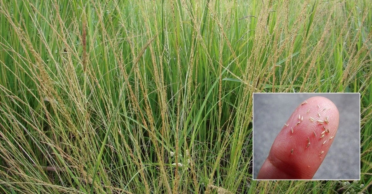 Capim capeta: controle e dicas de pastagem. 37 Capim capeta: especialista explica como controlá-lo e dá mais dicas de pastagem