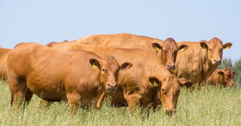 Caracu em semiconfinamento? Sistema é ideal para engorda de novilhas da raça? 