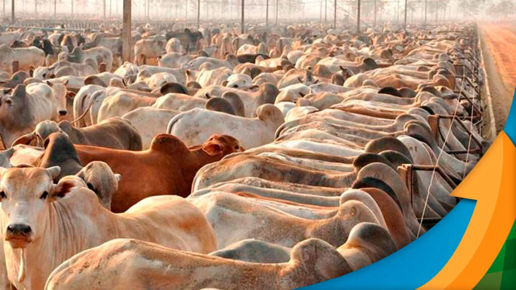 Preço da carne bovina começa a ceder com a chegada da 2ª quinzena, mas quedas ainda são menores que as de proteínas concorrentes