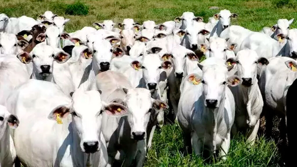 Boi/Cepea: Preços seguem estáveis em SP e vendas externas intensas