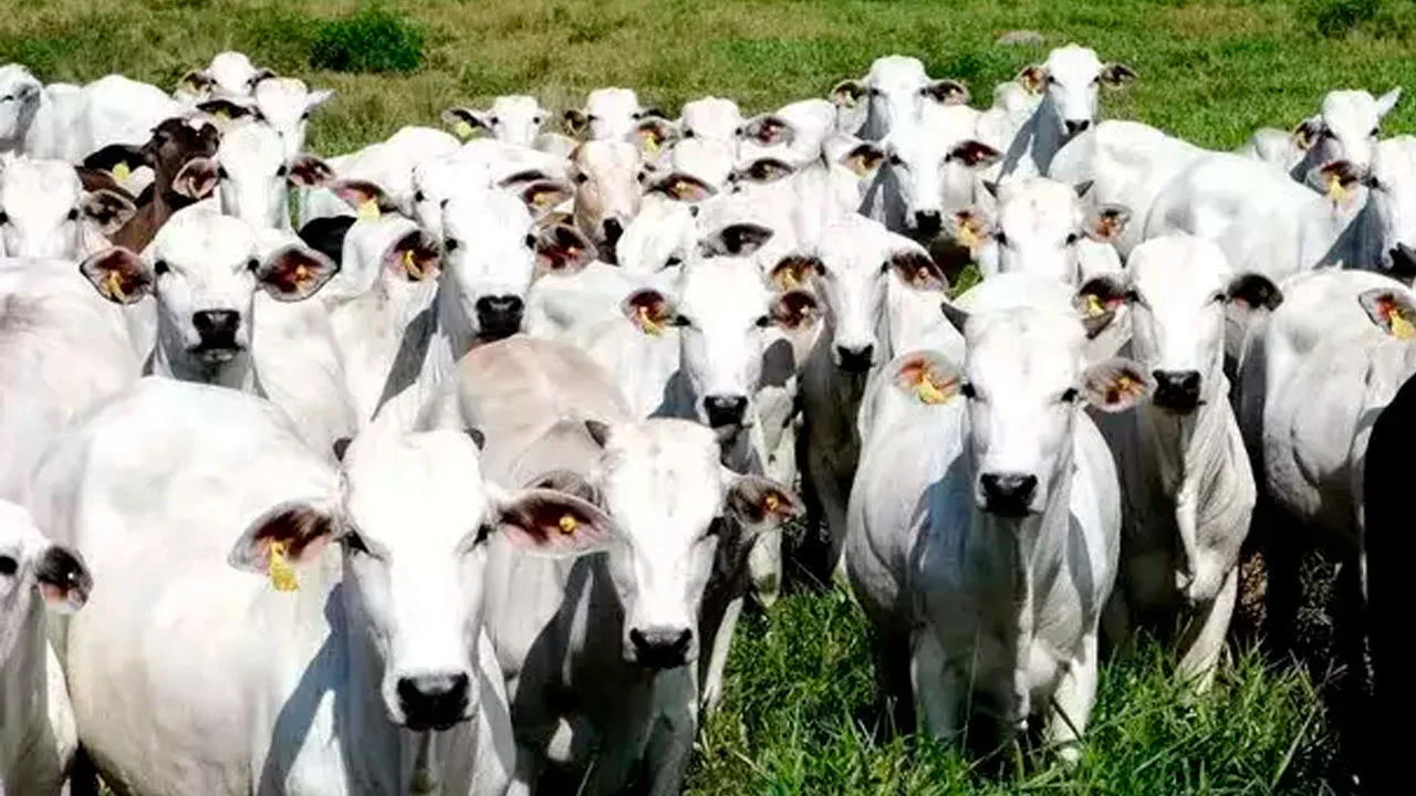 Boi/Cepea: Preços seguem estáveis em SP e vendas externas intensas