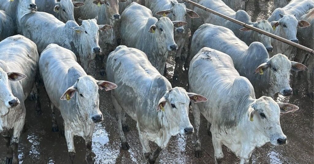 Novilhada de MT tem carne qualificada para consumidor na Europa