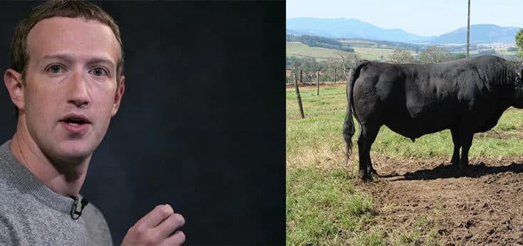 Carnes nobres: fundador do Facebook cria bois com cerveja e macadâmia