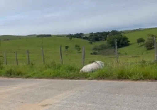 Cavalo e égua são mortos misteriosamente. 9 Cavalo e égua são mortos a tiros e deixados à margem de estrada, em Lagoa de Cima