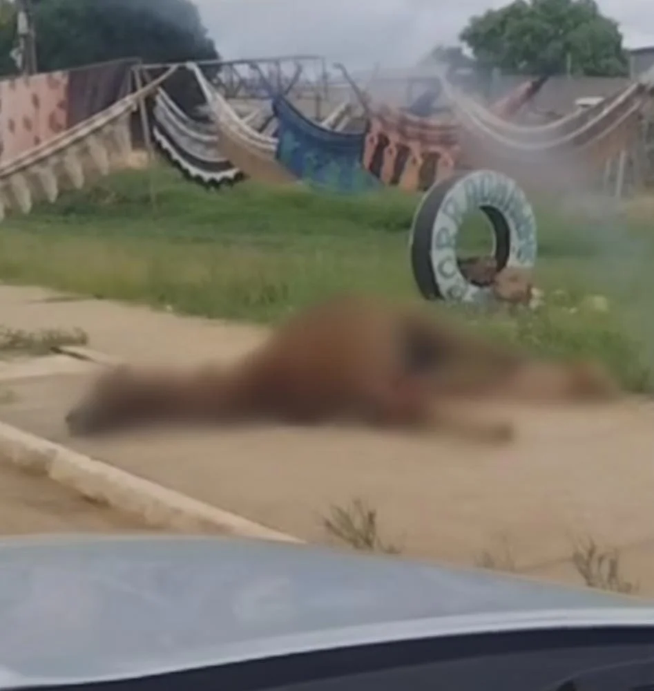 Cavalo é Encontrado Morto Na Avenida Pedro Neiva De Santana, Em Imperatriz - Imperatriz Online