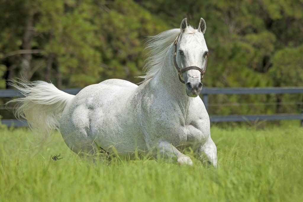 Cavalos: Descubra o que torna o Roxão tão especial!