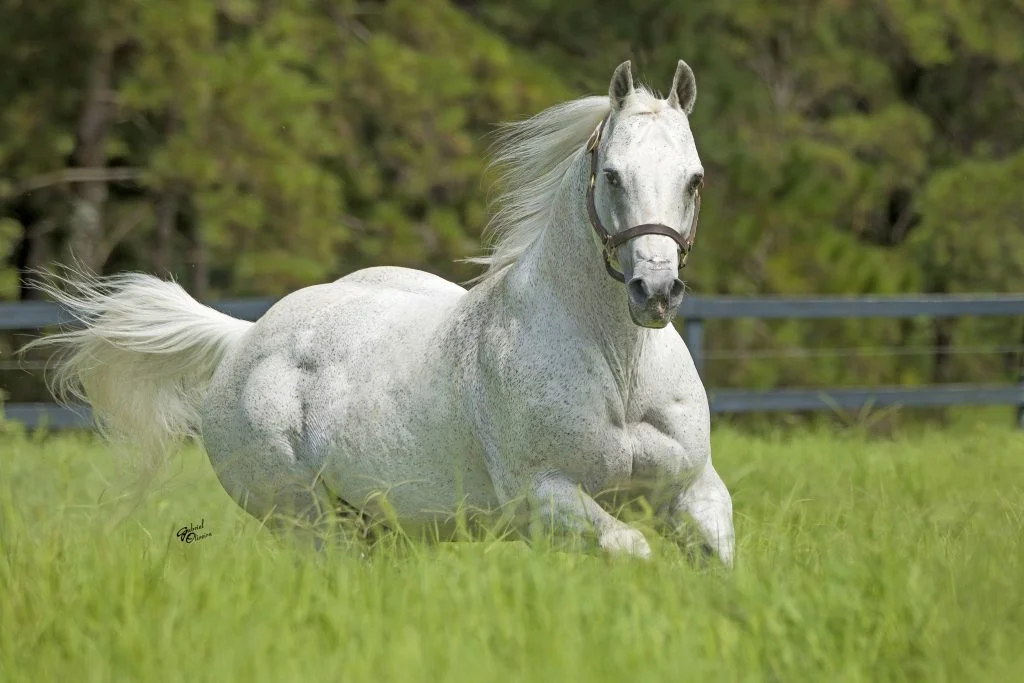 Cavalos: Descubra o que torna o Roxão tão especial! 4 XX Leilão Ana Dantas Ranch comemora os 30 anos do Roxão