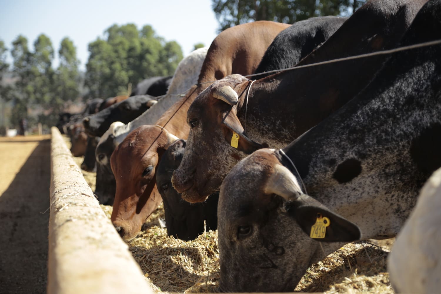 Cetose bovina: entenda causas, tratamento e prevenção