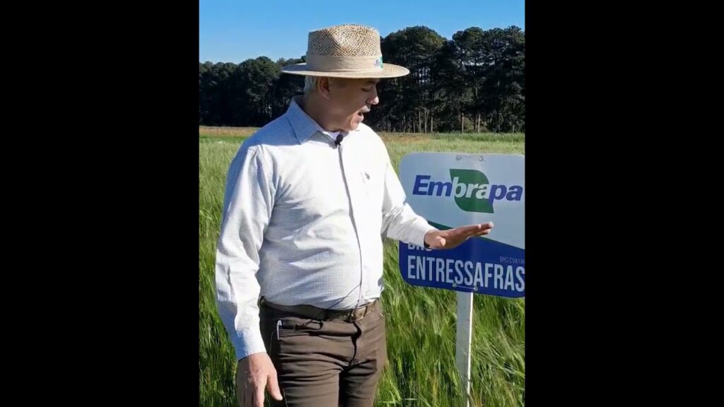 cevada ultraprecoce brs entressafras brs cva118 caracteristicas e usos