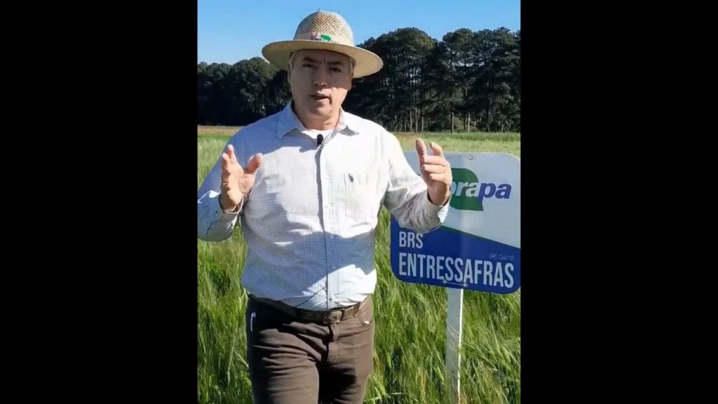 Cevada ultraprecoce BRS Entressafras (BRS CVA118) - pontos de atenção no manejo 12 cevada ultraprecoce brs entressafras brs cva118 pontos de atencao no manejo