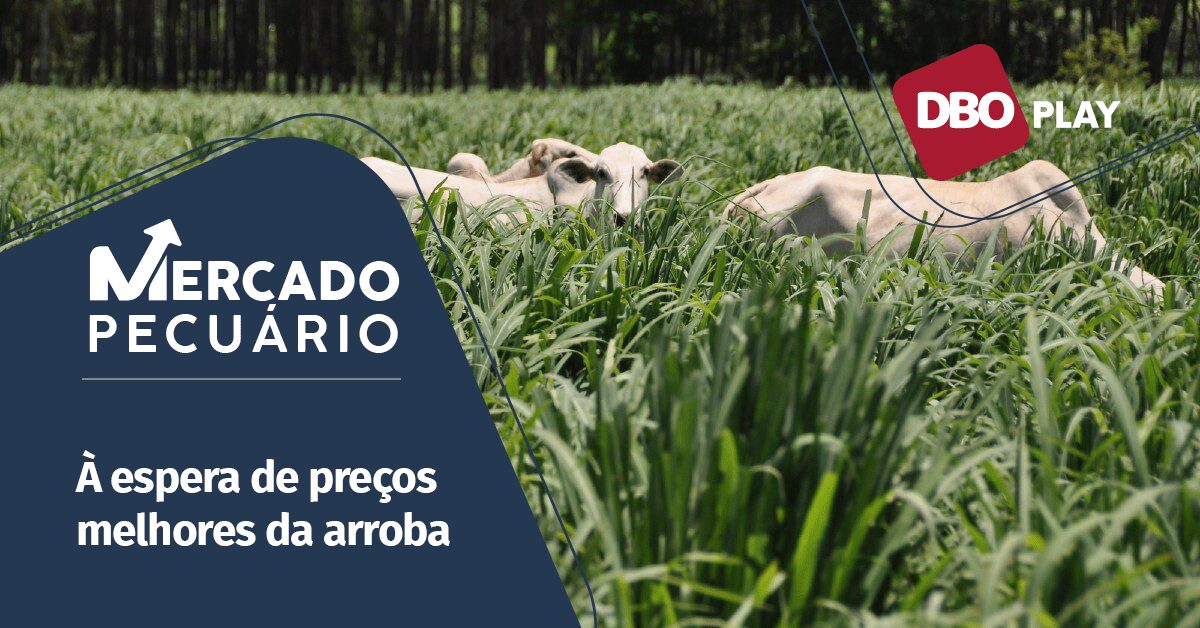 Chuvas e pastos: pecuarista resiste?