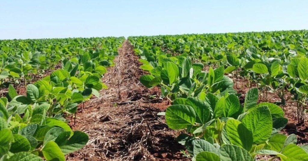 Desenvolvimento da soja no RS é favorecido pelo clima