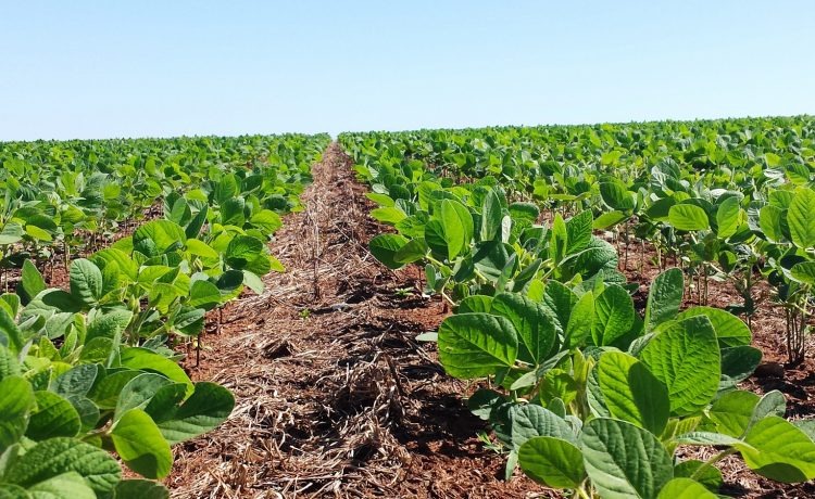 Clima favorece produção de soja no RS