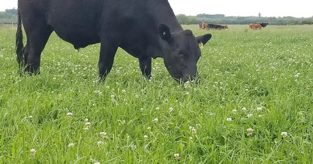 CNA busca cargo no comitê gestor. 2 CNA quer participar do comitê gestor do programa de pastagens degradadas do governo