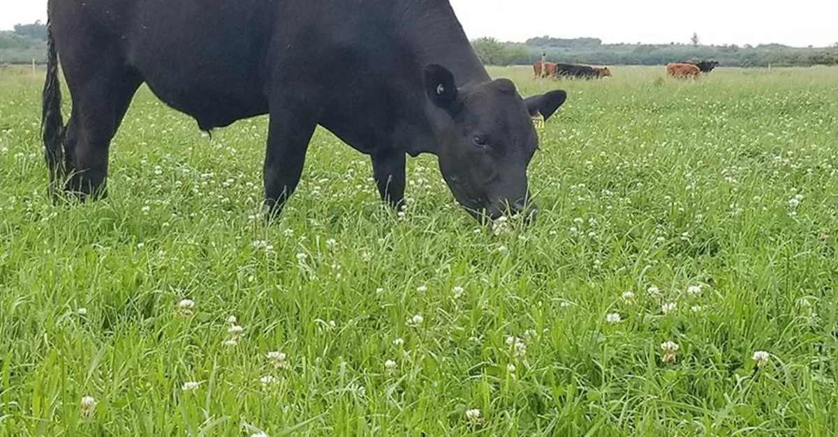 CNA busca cargo no comitê gestor. 1 CNA quer participar do comitê gestor do programa de pastagens degradadas do governo