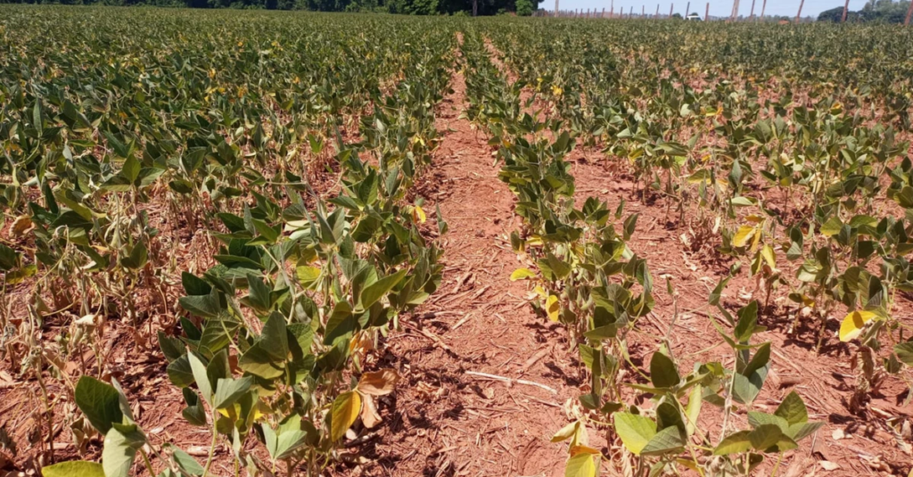 CNA apresenta propostas de apoio aos produtores de soja e milho