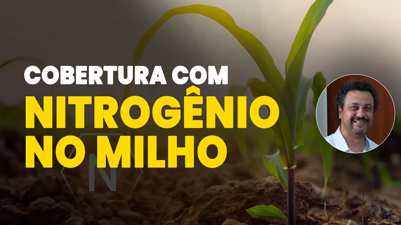 cobertura com nitrogenio potencialize seu milho