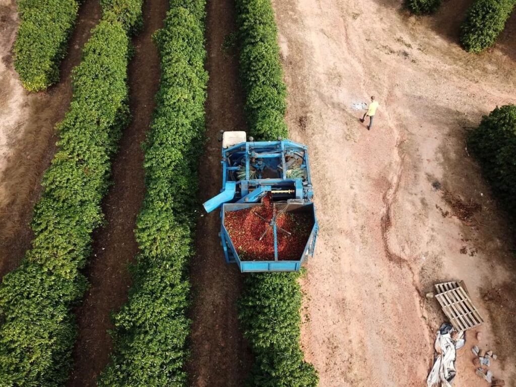 Colheita de café: o passo a passo 20 Planejamento da colheita do café