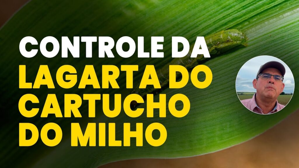combatendo a lagarta do milho