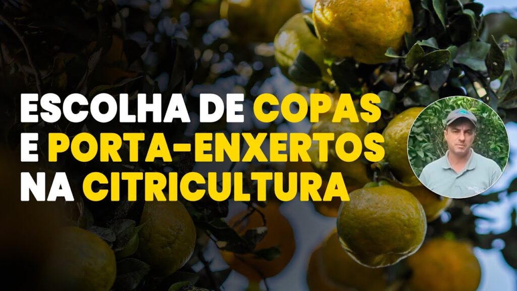 combinacoes perfeitas para citros