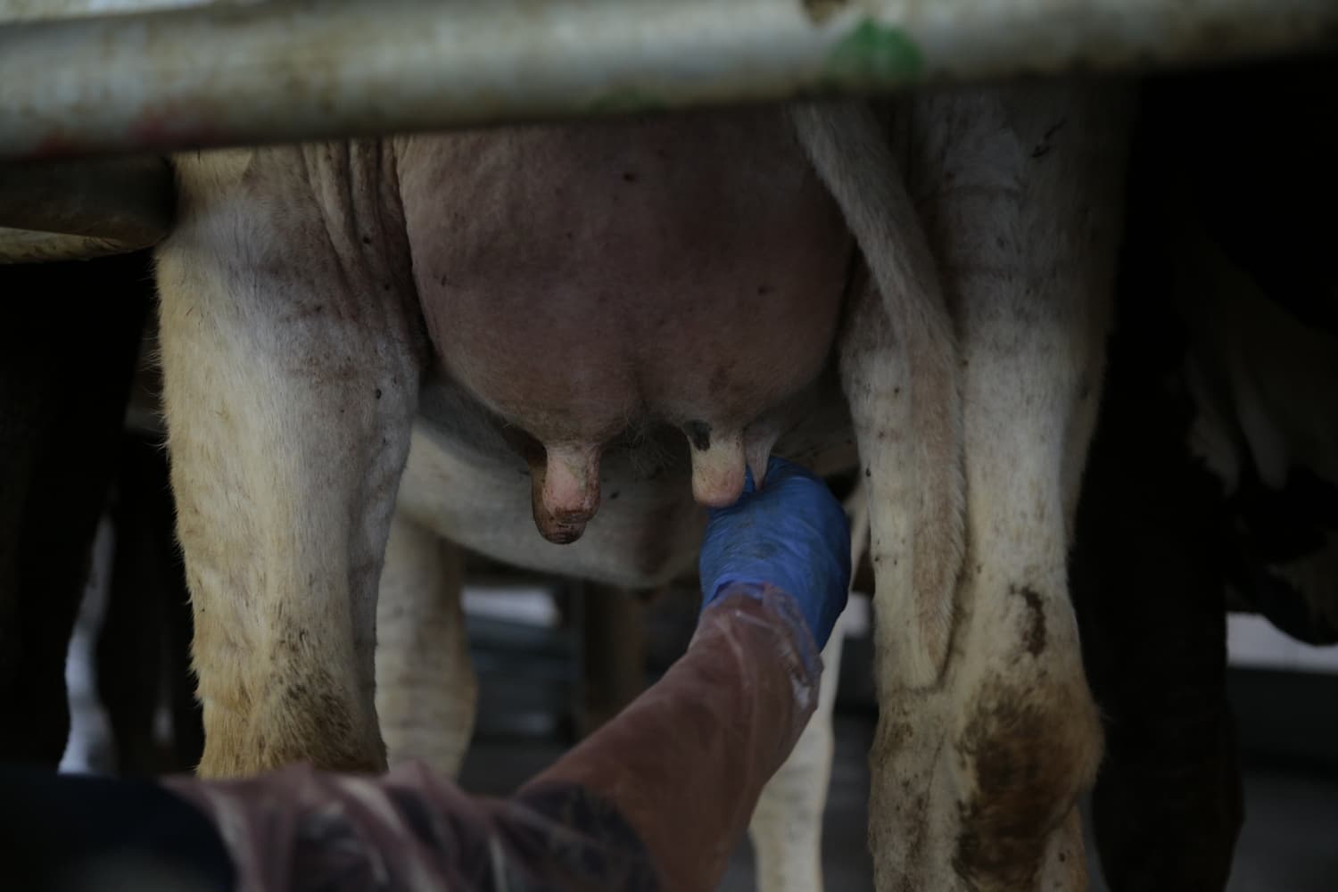 Como diagnosticar e tratar?