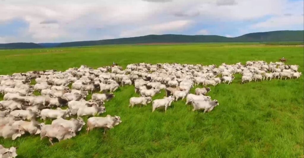 Como escolher o Capim ideal 15 Estas dicas ajudam na escolha do melhor capim para a sua fazenda