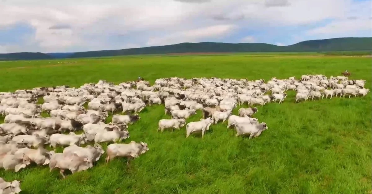 Estas dicas ajudam na escolha do melhor capim para a sua fazenda