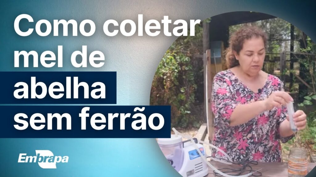 como fazer a coleta do mel de abelha sem ferrao meliponicultura
