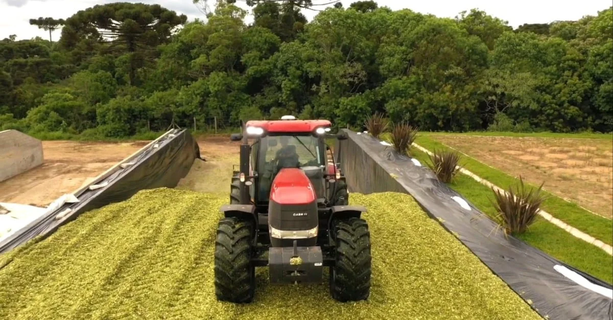 Compactação: chave da silagem de qualidade 20 Silagem de alta qualidade depende da compactação adequada