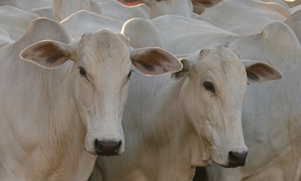 Comparação de preços: boi gordo, petróleo e minério