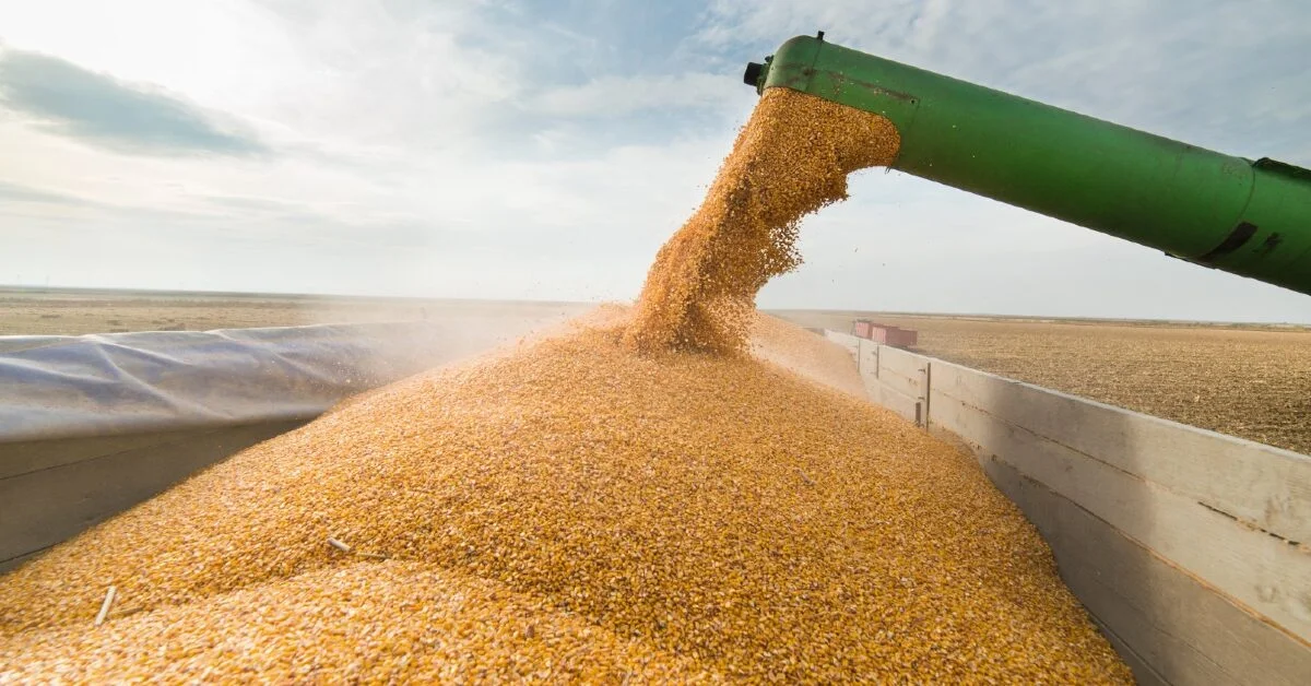 Conab prevê safra recorde de grãos 6 Datagro estima safra de soja da América do Sul 2023/24 em 222,343 milhões de t • Portal DBO