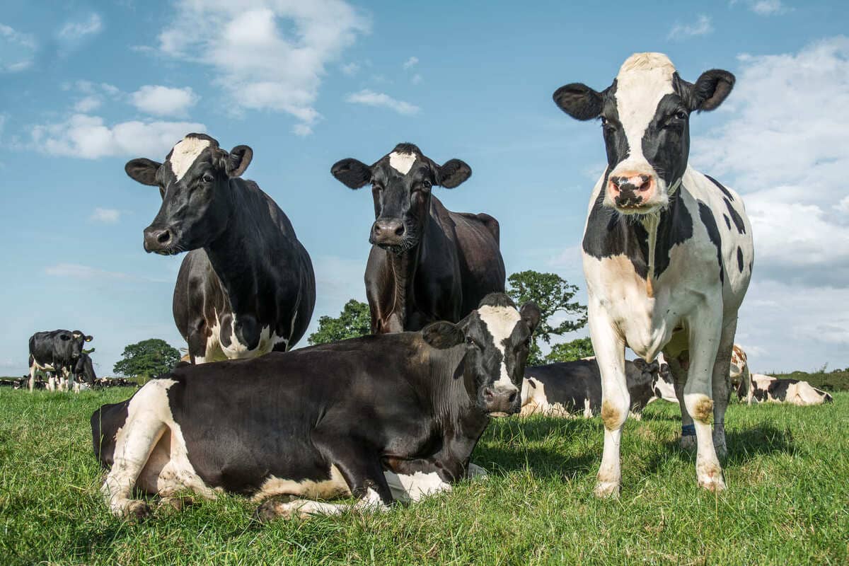 Conceito e Cálculo: Veja!