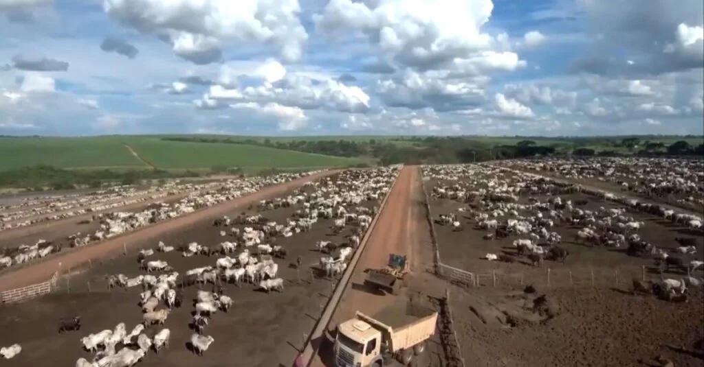 Confinamento: Fatores que prejudicam a produtividade 18 Confinamento: Aprenda a identificar os principais fatores que comprometem a produtividade