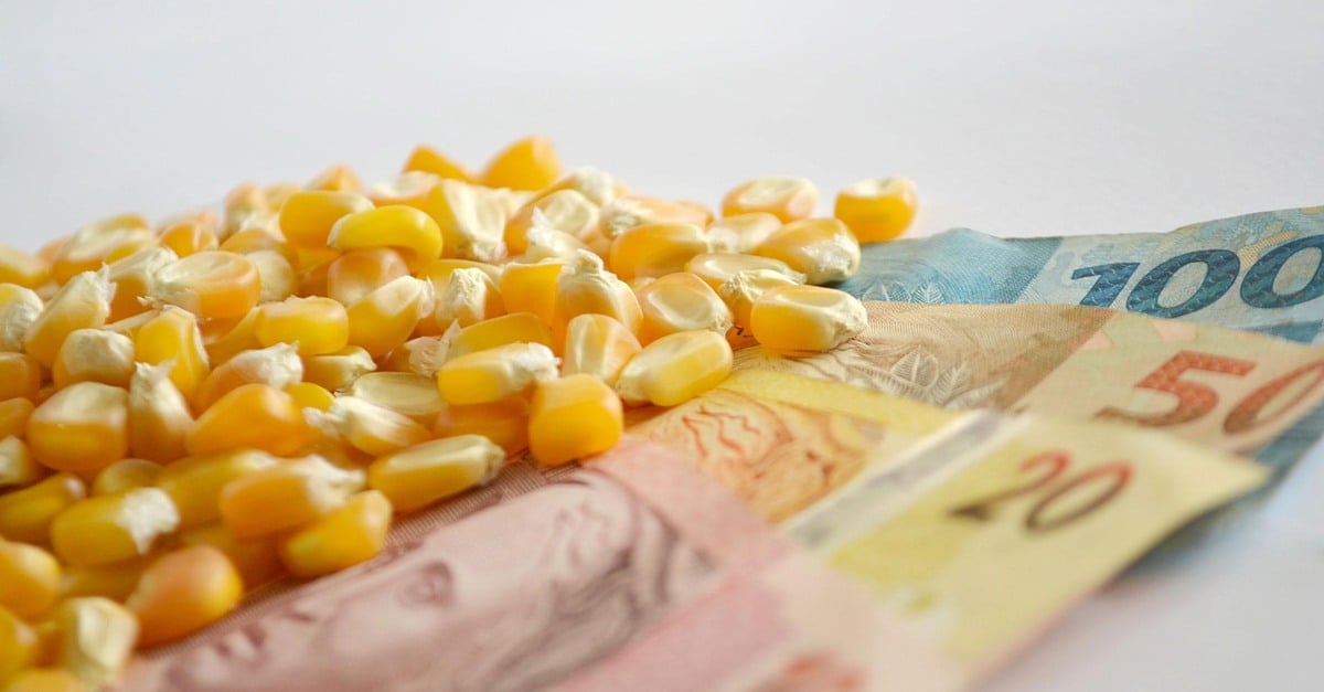 Confira o valor atual do milho!
