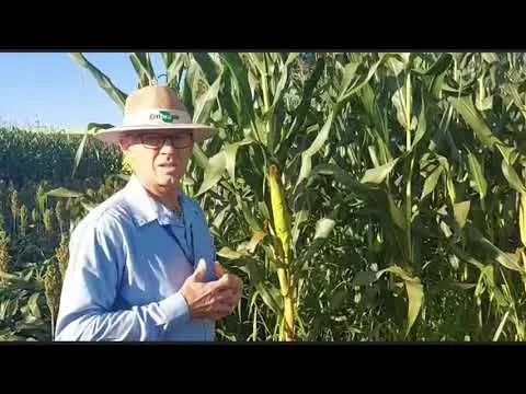 consorcio milho braquiaria por gessi ceccon embrapa agropecuaria oeste