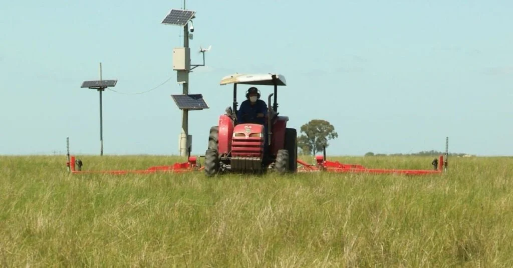 Controle de plantas daninhas: saiba mais! 36 Controle de plantas daninhas na pastagem requer mais atenção agora nas chuvas