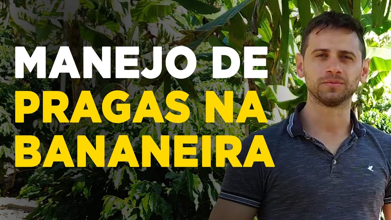 controle de pragas na banana laedio magno busato