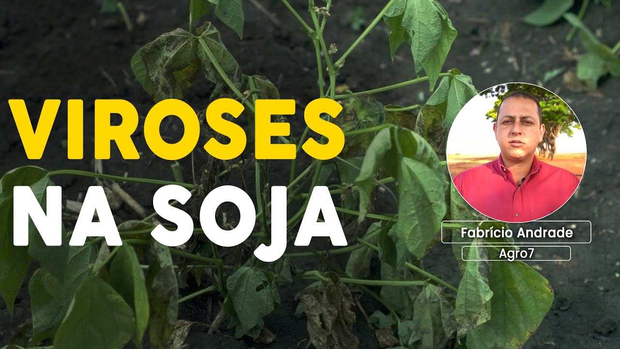 Controle de Viroses na Soja: Dicas Essenciais