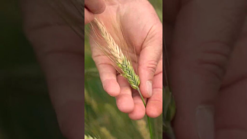 convite cerealtec 2023