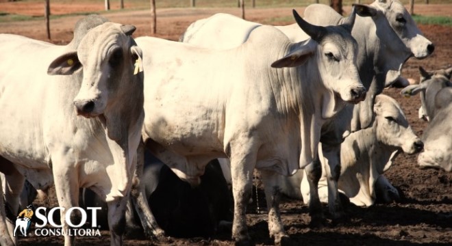 cotacao do boi cai em sp 1