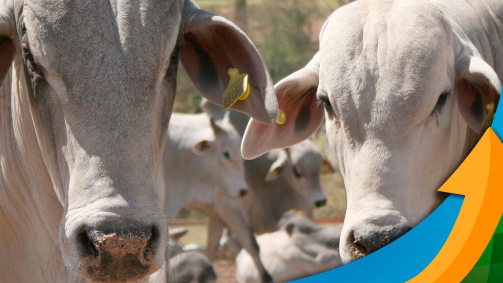 Pressão nas cotações do boi deve se intensificar até o final de janeiro, mas com perspectiva de leve recuperação para fevereiro e março, diz Agrifatto