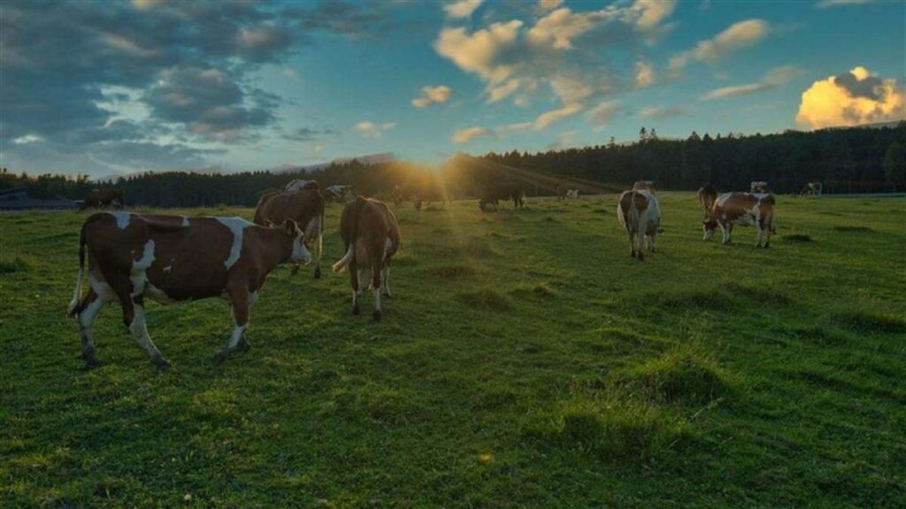 Crise das Fazendas Leiteiras em Wisconsin: A Verdade 2 crise das fazendas leiteiras em wisconsin a verdade 1