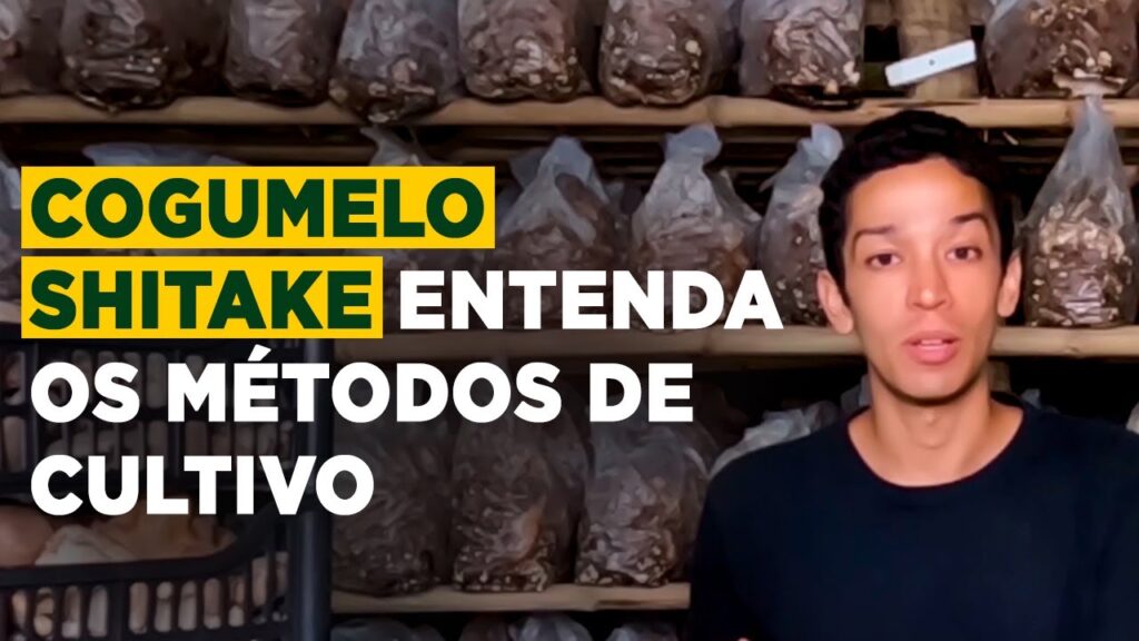 cultivo moderno de shitake tecnologia e metodos