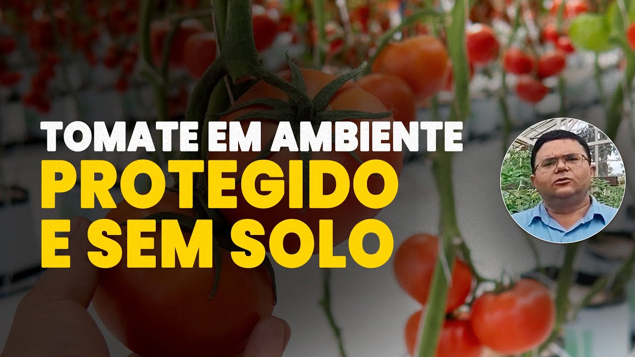 cultivo protegido sem solo de tomate