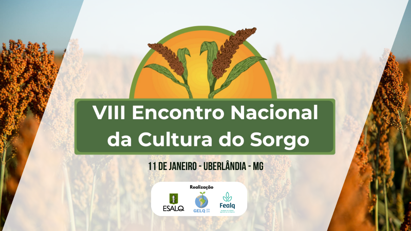 Cultura do sorgo em destaque!