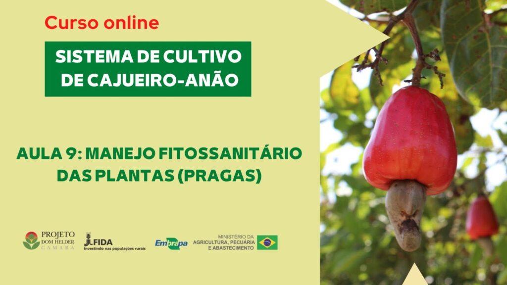curso online sistema de cultivo de cajueiro anao aula 9 manejo fitossanitario das plantas ii