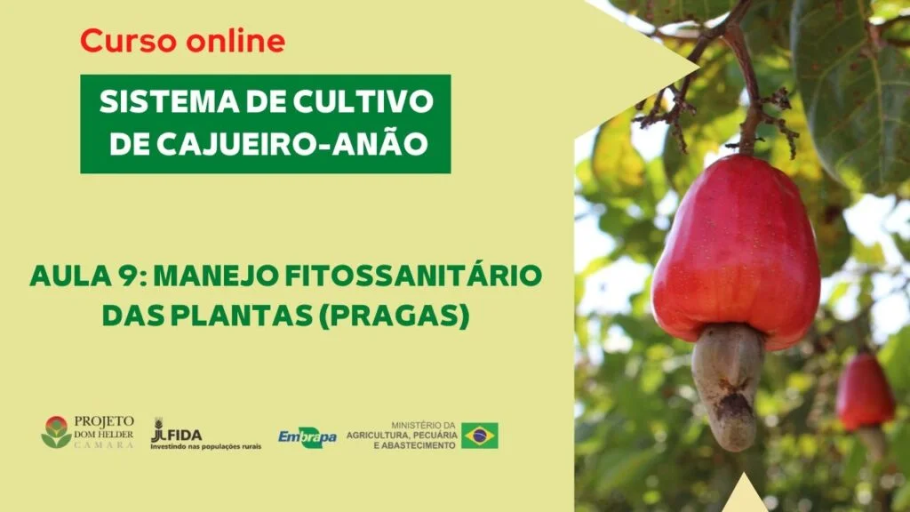 Curso online - Sistema de cultivo de cajueiro-anão. Aula 9 - "Manejo fitossanitário das plantas II" 2 curso online sistema de cultivo de cajueiro anao aula 9 manejo fitossanitario das plantas ii
